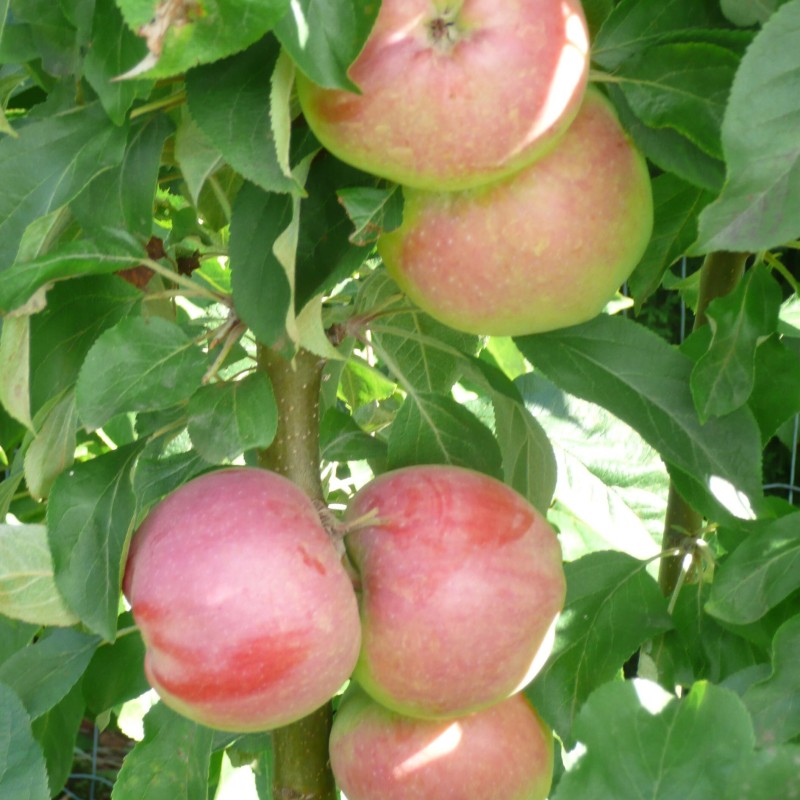 Ābele, kolonābele ,,Baiba,, /malus domestica/ - 50-70cm