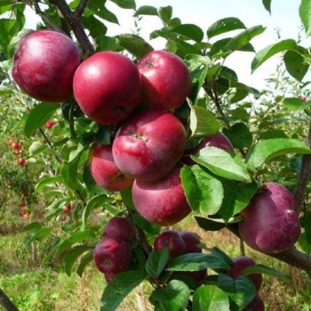 Ābele, kolonābele ,,Inese,, /malus domestica/ - 50-70cm