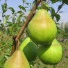 Bumbiere, vasaras ,,Alka,, /pyrus/ - 120-160cm