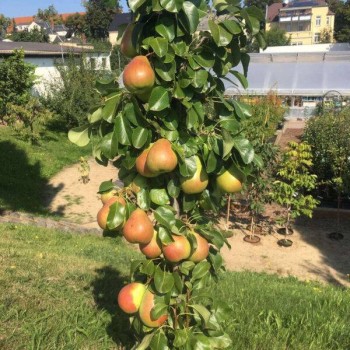 %Bumbiere, kolonveida bumbiere "Obelisk" /pyrus/ - 120-160cm