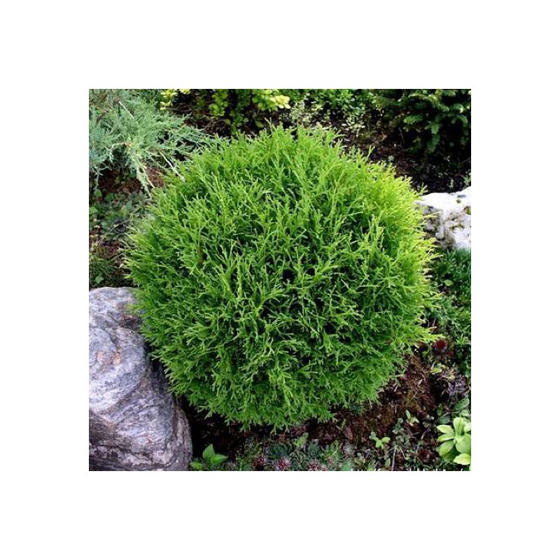 Rietumu tūja ,,Tiny Tim,, /Thuja occidentalis/ - C5 kont. - 30cm.