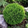 Tūja, rietumu ,,Tiny Tim,, /Thuja occidentalis/ - C5 kont. - 30cm.