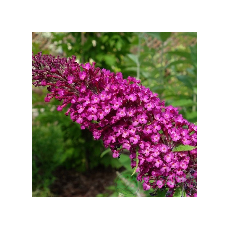 Budleja, Dāvida ,,Sugar Plum,, /Buddleja davidii/- P9 kont.