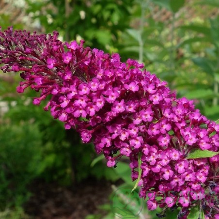 Budleja, Dāvida ,,Sugar Plum,, /Buddleja davidii/- P9 kont.