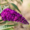 % Budleja, Dāvida ,, Royal Red,,/Buddleja davidii/- P9 kont.