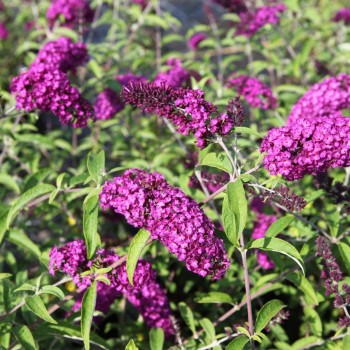 % Budleja, Dāvida ,, Royal Red,,/Buddleja davidii/- P9 kont.