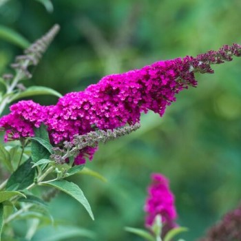 % Budleja, Dāvida ,, Royal Red,,/Buddleja davidii/- P9 kont.