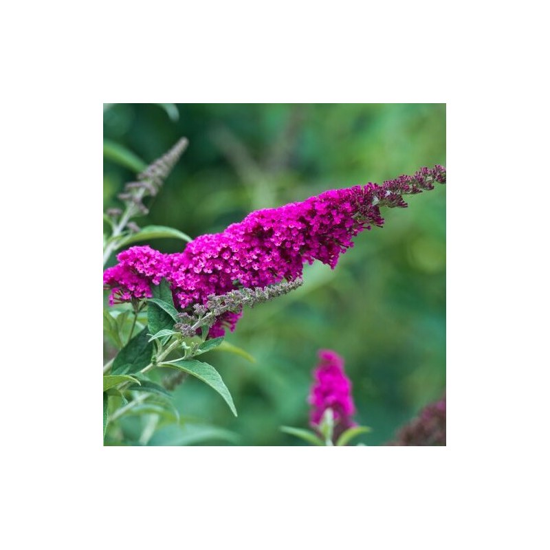 % Budleja, Dāvida ,, Royal Red,,/Buddleja davidii/- P9 kont.