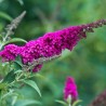 Budleja, Dāvida ,, Royal Red,,/Buddleja davidii/- P9 kont.