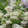 Hortenzija, skarainā ,,Wim's Red,, /Hydrangea paniculata/ - P9 kont.