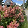 Hortenzija, skarainā ,,Wim's Red,, /Hydrangea paniculata/ - P9 kont.