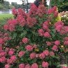 Hortenzija, skarainā ,,Wim's Red,, /Hydrangea paniculata/ - P9 kont.