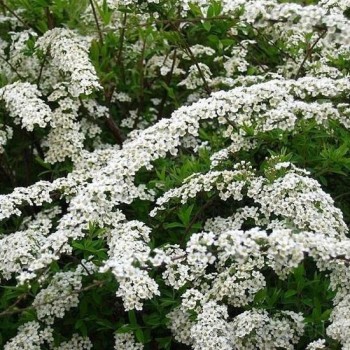 Pelekā spireja ,,Grefsheim,, /Spiraea x cinerea/ - P9 kont.