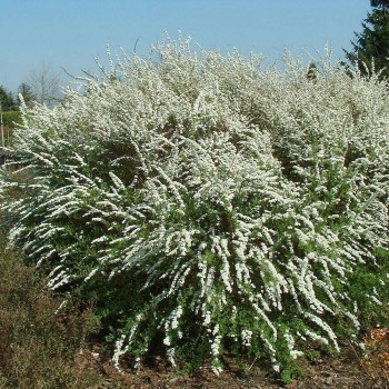 Pelekā spireja ,,Grefsheim,, /Spiraea x cinerea/ - P9 kont.