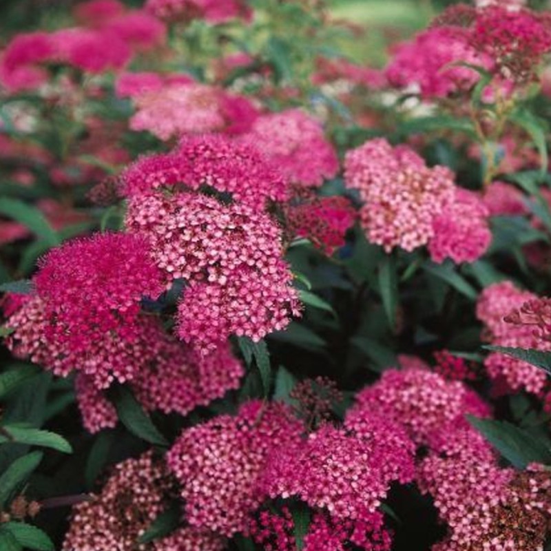 Spireja, Japānas "Anthony Waterer"/Spiraea japonica/ - C3 kont.