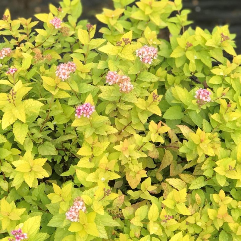 Spireja, Japānas ,,Goldmound,, /Spiraea japonica/ - C3 kont.