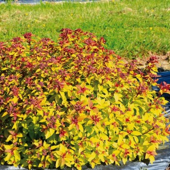 Spireja, Japānas ,,Merlo- Gold,, /Spiraea japonica/- C3 kont.