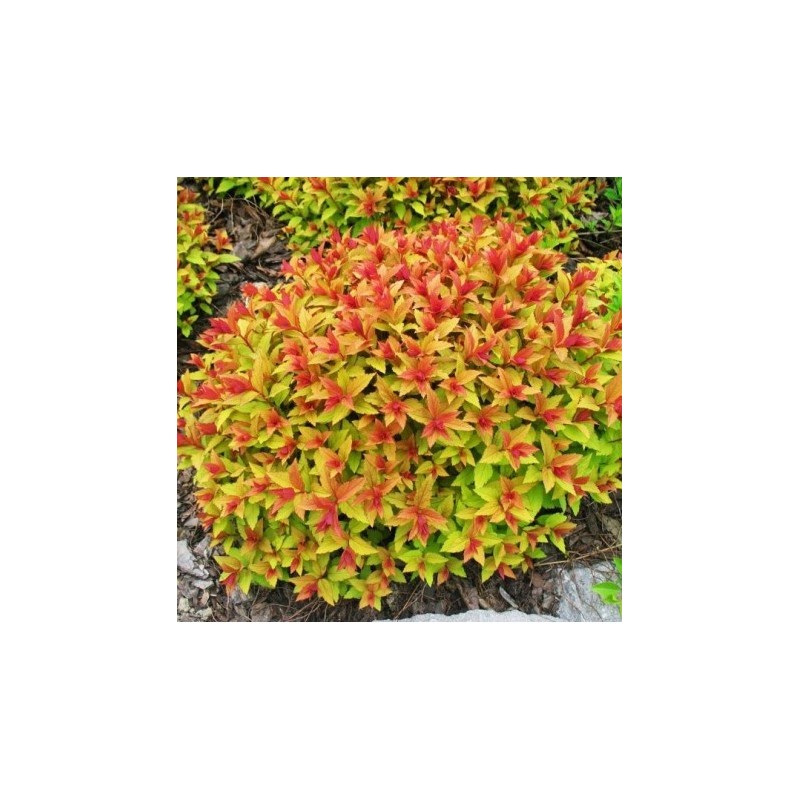 Spireja, Japānas ,,Merlo- Gold,, /Spiraea japonica/- C3 kont.