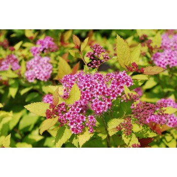 Spireja, Japānas ,,Merlo- Gold,, /Spiraea japonica/- C3 kont.