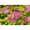 Spireja, Japānas ,,Merlo- Gold,, /Spiraea japonica/- C3 kont.