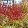 Grimonis, baltais "Elegantissima" /cornus alba/ - P9 kont.