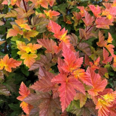 Fizokarps, irbeņlapu ,,Magic Ball,, /Physocarpus opulifolius/- P9 kont.