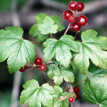 Jāņoga, dziedzerainā /ribes glandulosum/ - P14 kont.