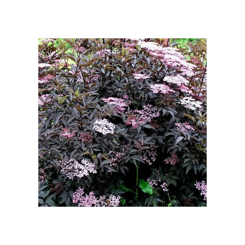 Melnais plūškoks “Black Beauty" /sambucus nigra/ - P12 kont.