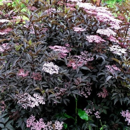 Plūškoks, melnais “Black Beauty" /sambucus nigra/ - P12 kont.