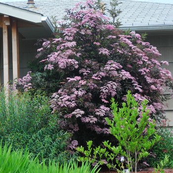 Melnais plūškoks “Black Beauty" /sambucus nigra/ - P12 kont.