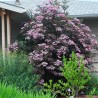 Plūškoks, melnais “Black Beauty" /sambucus nigra/ - P12 kont.