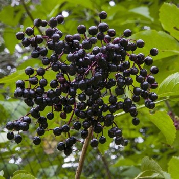 Melnais plūškoks “Black Beauty" /sambucus nigra/ - P12 kont.