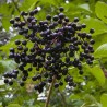 Plūškoks, melnais “Black Beauty" /sambucus nigra/ - P12 kont.