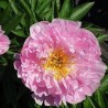 Pienziedu peonija "Pink Charmer" /paeonia lactiflora/ - C3 kont.