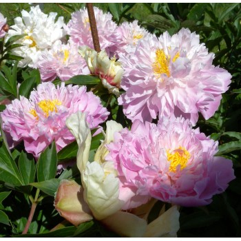 Pienziedu peonija "Pink Charmer" /paeonia lactiflora/ - C3 kont.