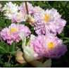 Pienziedu peonija "Pink Charmer" /paeonia lactiflora/ - C3 kont.