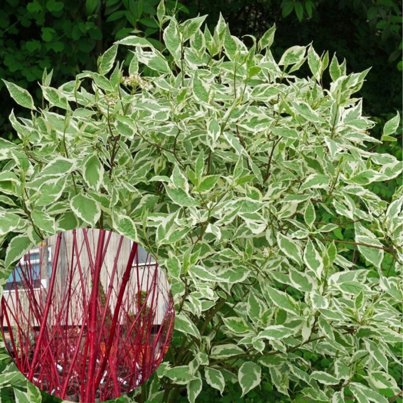 Grimonis, baltais ,,Sibirica Variegata,, /Cornus alba/ - P9 kont.