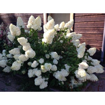 % Hortenzija, skarainā ,,Polar Bear,, /Hydrangea paniculata/ - P9 kont.