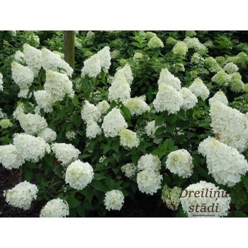 % Hortenzija, skarainā ,,Polar Bear,, /Hydrangea paniculata/ - P9 kont.