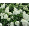 % Hortenzija, skarainā ,,Polar Bear,, /Hydrangea paniculata/ - P9 kont.