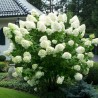 % Hortenzija, skarainā ,,Polar Bear,, /Hydrangea paniculata/ - P9 kont.