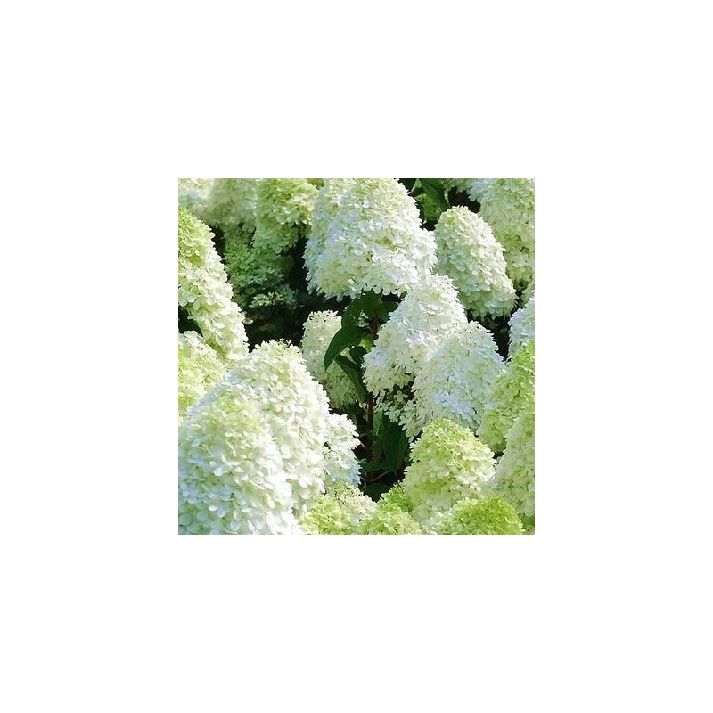 % Hortenzija, skarainā ,,Polar Bear,, /Hydrangea paniculata/ - P9 kont.