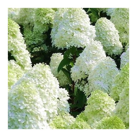 % Hortenzija, skarainā ,,Polar Bear,, /Hydrangea paniculata/ - P9 kont.