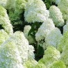 % Hortenzija, skarainā ,,Polar Bear,, /Hydrangea paniculata/ - P9 kont.