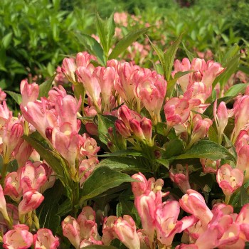 Veigela 'All Summer Peach' /weigela/ - P9 kont.