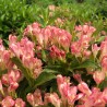 Veigela 'All Summer Peach' /weigela/ - P9 kont.