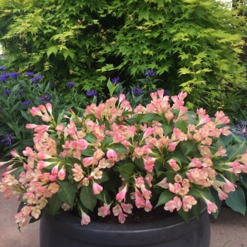 Veigela 'All Summer Peach' /weigela/ - P9 kont.