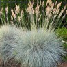 Zilganā auzene 'Elijah Blue'/Festuca glauca/ - P12 kont.