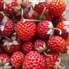 Zemene, dārza "Framberry" / fragaria ananassa/ - P9 kont.