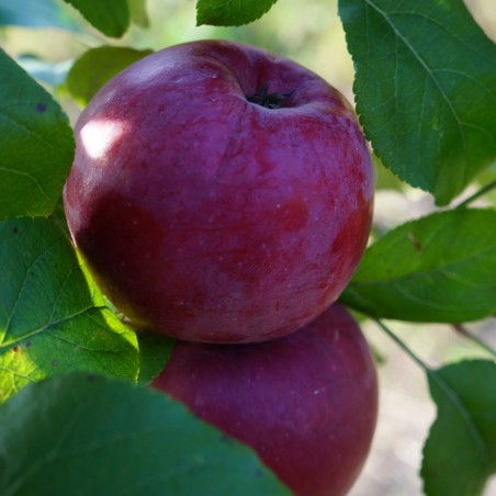 Ābele, ziemas ,,Novomac,, /malus domestica/ - 120-160cm